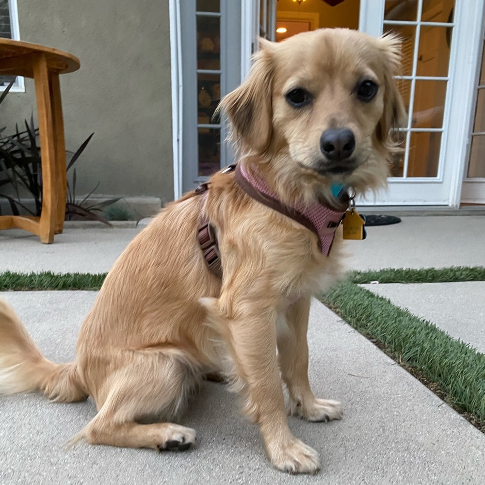 Meet your Posher, Mia